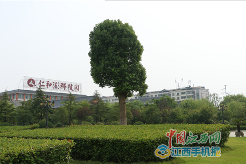 網媒記者探秘“樟幫國藥”的炮制古法